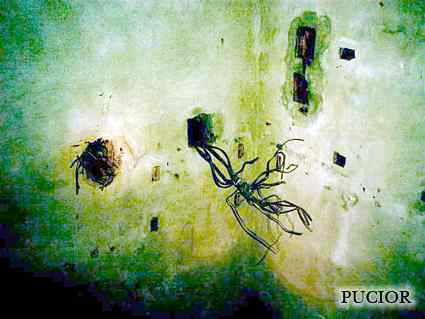 [Schron ��czno�ci]