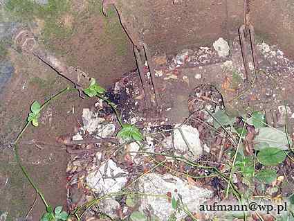 [Kopu�a obserwacyjna]