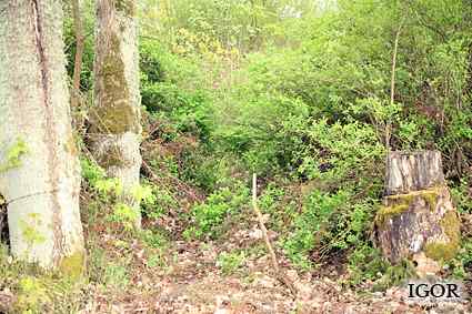 [Dzie�o piechoty Miodu�skie]